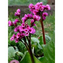 Бадан серцелистий Ротблюм | Бадан сердцелистный Ротблюм | Bergenia cordifolia Rotblum
