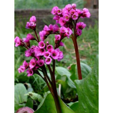 Бадан серцелистий Ротблюм | Бадан сердцелистный Ротблюм | Bergenia cordifolia Rotblum