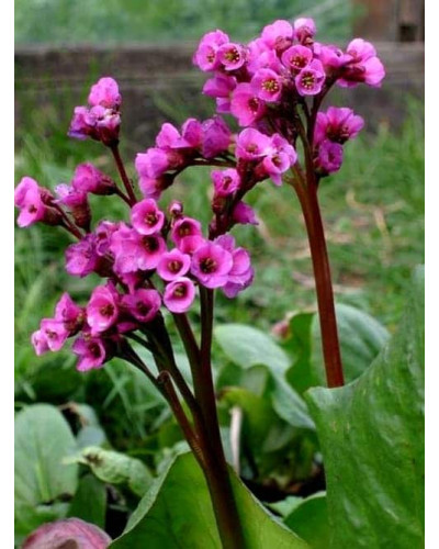Бадан серцелистий Ротблюм | Бадан сердцелистный Ротблюм | Bergenia cordifolia Rotblum