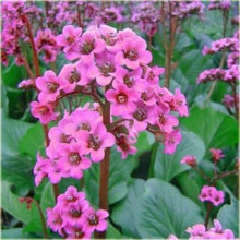 Бадан серцелистий Ротблюм | Бадан сердцелистный Ротблюм | Bergenia cordifolia Rotblum