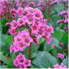 Бадан серцелистий Ротблюм | Бадан сердцелистный Ротблюм | Bergenia cordifolia Rotblum