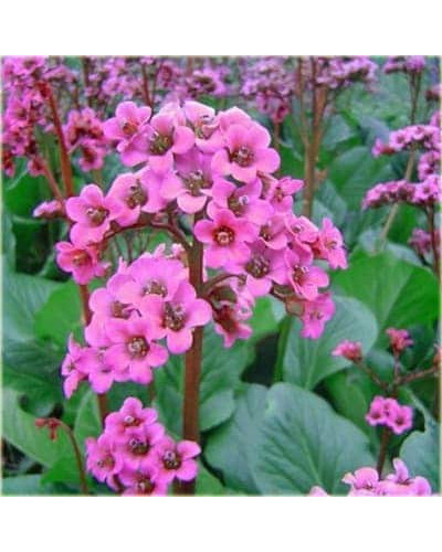 Бадан серцелистий Ротблюм | Бадан сердцелистный Ротблюм | Bergenia cordifolia Rotblum