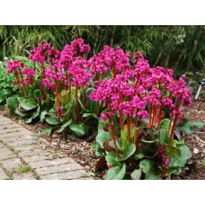 Бадан серцелистий Ротблюм | Бадан сердцелистный Ротблюм | Bergenia cordifolia Rotblum