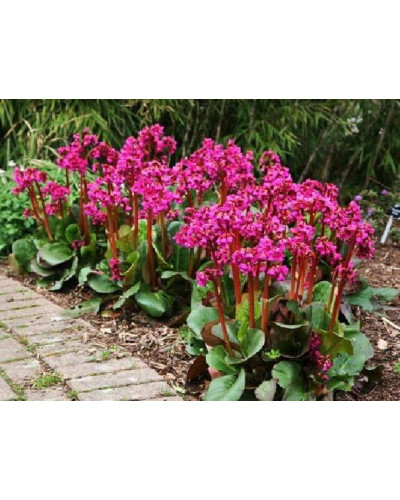 Бадан серцелистий Ротблюм | Бадан сердцелистный Ротблюм | Bergenia cordifolia Rotblum
