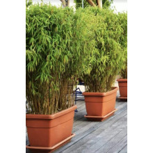 Бамбук Фаргезія Мюріель | Fargesia murielae | Бамбук Фаргезия Мюриэль