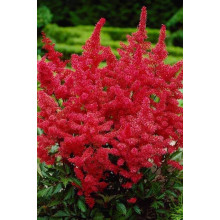 Астильба арендса Астарі Ред | Astilbe arendsii Astary Red | Астильба арендса Астари Ред
