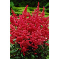 Астильба арендса Астарі Ред | Astilbe arendsii Astary Red | Астильба арендса Астари Ред