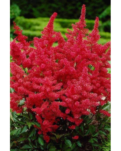 Астильба арендса Астарі Ред | Astilbe arendsii Astary Red | Астильба арендса Астари Ред