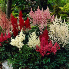 Астильба арендса Астарі Ред | Astilbe arendsii Astary Red | Астильба арендса Астари Ред