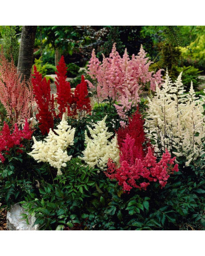 Астильба арендса Астарі Ред | Astilbe arendsii Astary Red | Астильба арендса Астари Ред