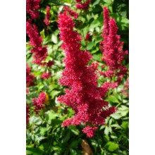 Астильба арендса Астарі Ред | Astilbe arendsii Astary Red | Астильба арендса Астари Ред