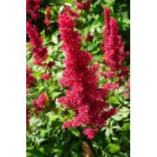Астильба арендса Астарі Ред | Astilbe arendsii Astary Red | Астильба арендса Астари Ред