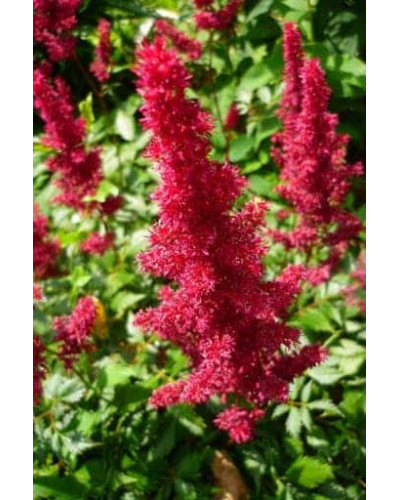 Астильба арендса Астарі Ред | Astilbe arendsii Astary Red | Астильба арендса Астари Ред