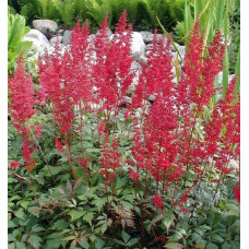 Астильба арендса Астарі Ред | Astilbe arendsii Astary Red | Астильба арендса Астари Ред