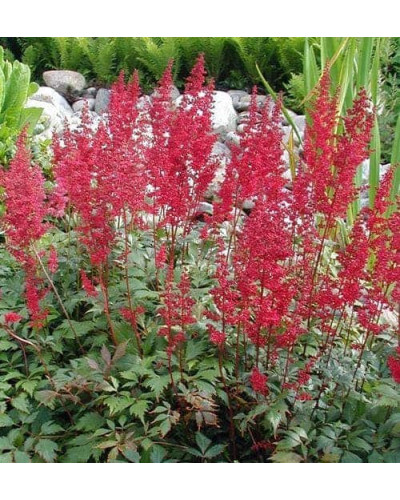 Астильба арендса Астарі Ред | Astilbe arendsii Astary Red | Астильба арендса Астари Ред