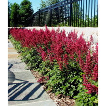 Астильба арендса Астарі Ред | Astilbe arendsii Astary Red | Астильба арендса Астари Ред