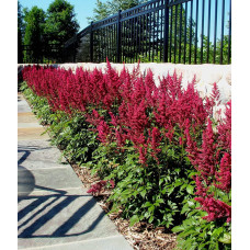 Астильба арендса Астарі Ред | Astilbe arendsii Astary Red | Астильба арендса Астари Ред