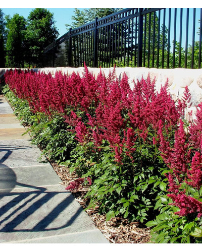Астильба арендса Астарі Ред | Astilbe arendsii Astary Red | Астильба арендса Астари Ред