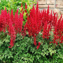 Астильба арендса Астарі Ред | Astilbe arendsii Astary Red | Астильба арендса Астари Ред