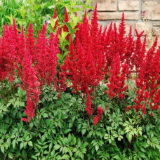 Астильба арендса Астарі Ред | Astilbe arendsii Astary Red | Астильба арендса Астари Ред