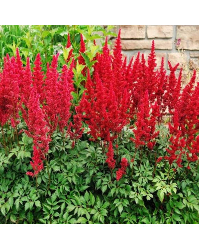Астильба арендса Астарі Ред | Astilbe arendsii Astary Red | Астильба арендса Астари Ред