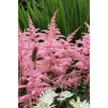 Астильба арендса Астарі Роуз | Astilbe arendsii Astary Rose | Астильба арендса Астари Роуз