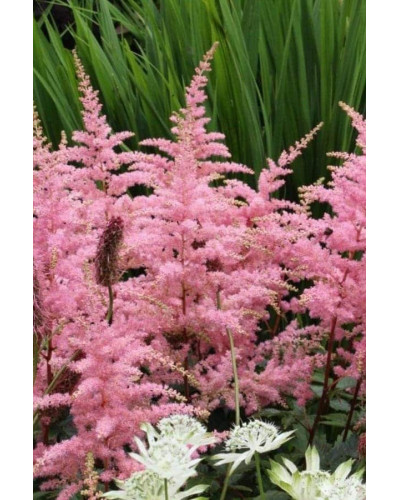 Астильба арендса Астарі Роуз | Astilbe arendsii Astary Rose | Астильба арендса Астари Роуз