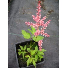 Астильба арендса Астарі Роуз | Astilbe arendsii Astary Rose | Астильба арендса Астари Роуз