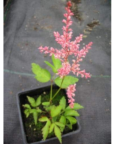 Астильба арендса Астарі Роуз | Astilbe arendsii Astary Rose | Астильба арендса Астари Роуз