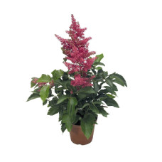 Астильба арендса Астарі Роуз | Astilbe arendsii Astary Rose | Астильба арендса Астари Роуз