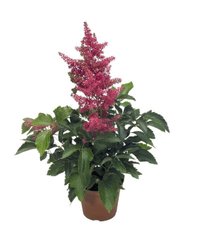 Астильба арендса Астарі Роуз | Astilbe arendsii Astary Rose | Астильба арендса Астари Роуз