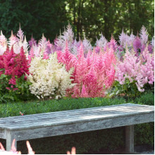 Астильба арендса Астарі Роуз | Astilbe arendsii Astary Rose | Астильба арендса Астари Роуз