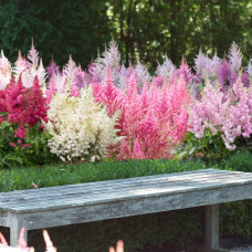 Астильба арендса Астарі Роуз | Astilbe arendsii Astary Rose | Астильба арендса Астари Роуз