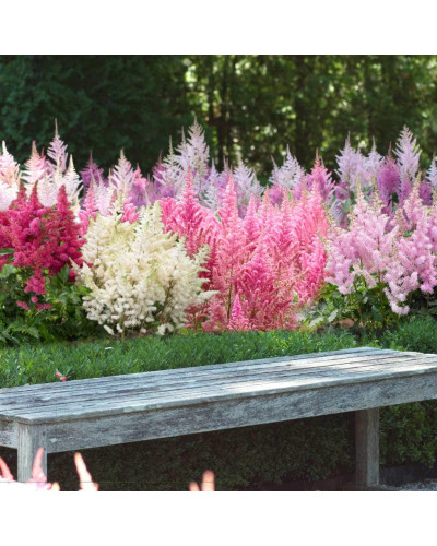 Астильба арендса Астарі Роуз | Astilbe arendsii Astary Rose | Астильба арендса Астари Роуз