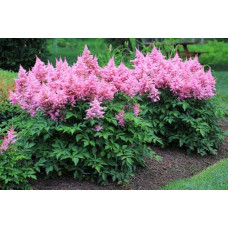Астильба арендса Астарі Роуз | Astilbe arendsii Astary Rose | Астильба арендса Астари Роуз