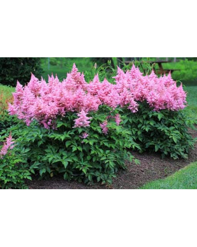 Астильба арендса Астарі Роуз | Astilbe arendsii Astary Rose | Астильба арендса Астари Роуз