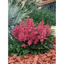 Астильба арендса Астарі Роуз | Astilbe arendsii Astary Rose | Астильба арендса Астари Роуз