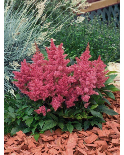 Астильба арендса Астарі Роуз | Astilbe arendsii Astary Rose | Астильба арендса Астари Роуз