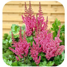 Астильба арендса Астарі Роуз | Astilbe arendsii Astary Rose | Астильба арендса Астари Роуз