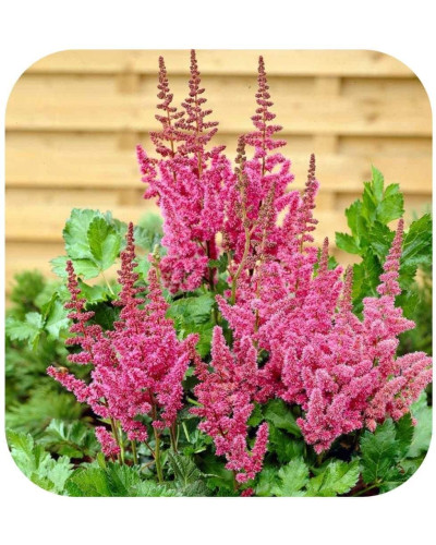 Астильба арендса Астарі Роуз | Astilbe arendsii Astary Rose | Астильба арендса Астари Роуз