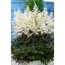 Астильба арендса Астарі Вайт | Astilbe arendsii Astary White | Астильба арендса Астари Вайт