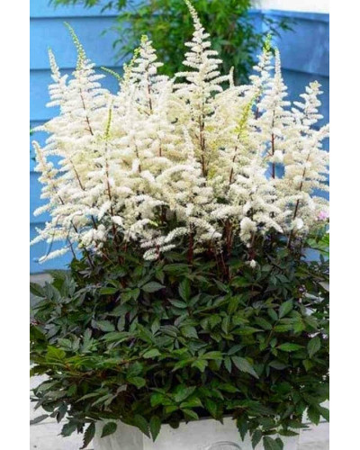 Астильба арендса Астарі Вайт | Astilbe arendsii Astary White | Астильба арендса Астари Вайт