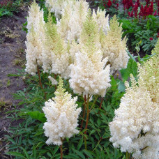 Астильба арендса Астарі Вайт | Astilbe arendsii Astary White | Астильба арендса Астари Вайт