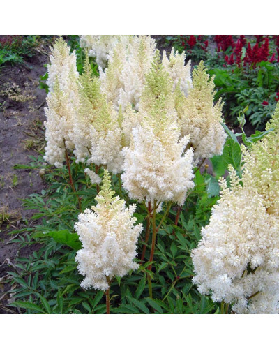 Астильба арендса Астарі Вайт | Astilbe arendsii Astary White | Астильба арендса Астари Вайт