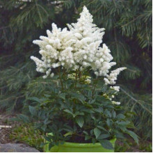 Астильба арендса Астарі Вайт | Astilbe arendsii Astary White | Астильба арендса Астари Вайт