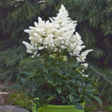 Астильба арендса Астарі Вайт | Astilbe arendsii Astary White | Астильба арендса Астари Вайт