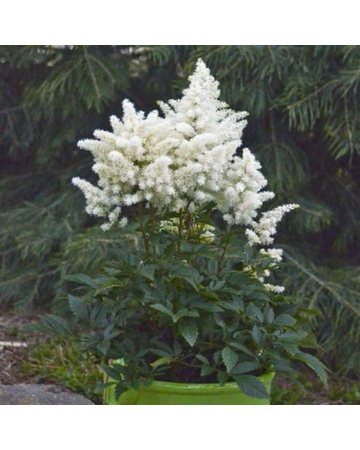 Астильба арендса Астарі Вайт | Astilbe arendsii Astary White | Астильба арендса Астари Вайт