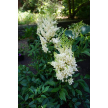 Астильба арендса Астарі Вайт | Astilbe arendsii Astary White | Астильба арендса Астари Вайт