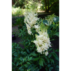 Астильба арендса Астарі Вайт | Astilbe arendsii Astary White | Астильба арендса Астари Вайт