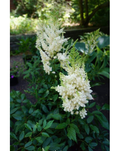 Астильба арендса Астарі Вайт | Astilbe arendsii Astary White | Астильба арендса Астари Вайт